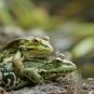 Grenouille rieuse crédit RNN la Bassée