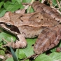 Grenouille agile