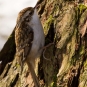 Grimpereau des bois (Crédits: Aero Pixels - Flickr)