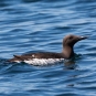Guillemot de troïl (Crédits: Smudge 9000 - flickr)