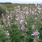 Guimauve officinale (Crédits: gailhampshire - flickr)