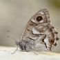 Chevron blanc (Hipparchia fidia) ©Gilles San Martin - Flickr