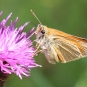 Hespérie de la houque-Thymelicus sylvestris (crédit: Quessoy)
