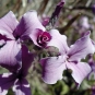 Hesperis Laciniata détail fleur