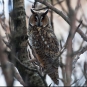 Hibou moyen-duc (Crédits: óskar elías sigurðsson - flickr)