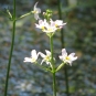 Hottonie-des-marais-crédit-peganum