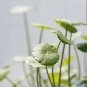 Hydrocotyle commun (Crédits : Andy - flickr)