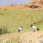 Ibis sacré (Crédits: Vince Smith - flickr)