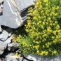 Saxifrage faux-orpin (Crédits : Léa Charbonnier)
