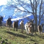 chèvres des pyrénées