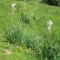 Asphodèle blanc, début de floraison(crédits: Evelyne Liauzun)