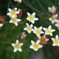 Saxifraga sillonée (Crédits : Cyril Gautreau)