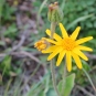Arnica (Crédits : Léa Charbonnier)