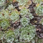 Saxifrage paniculée (Crédits : Léa Charbonnier)