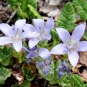 Campanule du Mont Cenis (Crédits : Léa Charbonnier)