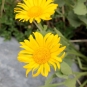 Doronic à grandes fleurs (Crédits : Léa Charbonnier)