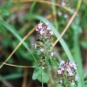 Thym à pilosité variable (Crédits : Léa Charbonnier)