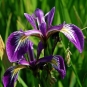 Iris fétide. Crédit : Chrispd1975 - Flickr