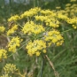 Fenouil commun (Foeniculum vulgare) © John Tann - Flickr