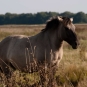 Konik polski