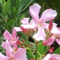 Laurier Rose - Nerium oleander (crédit: Saga70)