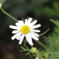 Matricaire camomille (Crédits : Léa Charbonnier)