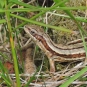 Lézard vivipare - Crédit: Eskling 