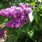 Thyrses du lilas commun. Crédits : Jane Nearing - Flickr