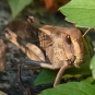 Criquet migrateur