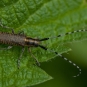 Longicorne