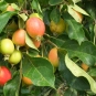 Pommier sauvage (Crédits : Hans Kylberg)