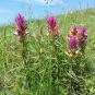 Mélampyre des champs - Melampyrum arvense