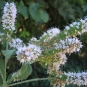 Menthe à longues feuilles (crédits:evelyne Liauzun)