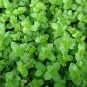Menthe verte. Crédits : Forest and Kim Starr - Crédits