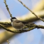 Mésange nonnette (Crédits: sébastien bertru - Flickr)