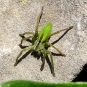 Micrommata