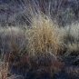 Molinie bleue (Crédits: Valérie Guéguen)