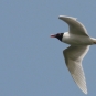 Mouette mélanocéphale (Ichthyaetus melanocephalus) en vol