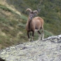 Mouflon corse (Crédits: Céline Ricard)