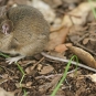 Mulot sylvestre (Crédits : Hans Hillewaert)