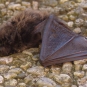 Myotis alcathoe