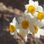 Narcisse à bouquet