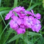 oeillet barbu (crédit: evelyne Liauzun)