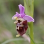 Ophrys (Crédits: Rudel Thibault - Natural Solutions)
