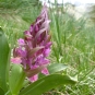 orchis_sureau_credits_gilles_bassiere
