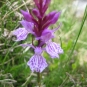 Orchis tacheté (crédits: evelyne Liauzun)