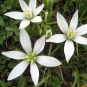 Ornithogale-à-feuille-étroite---crédit-Joan-Simon