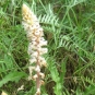 Orobanche-picridis---credit-Maarten-Sepp-Flickr 