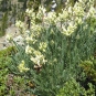 Oxytropis des Alpes (Crédits: brewbooks - Flickr)