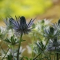 Panicaut bleu des Alpes (Crédits: Antonietta - Flickr)
